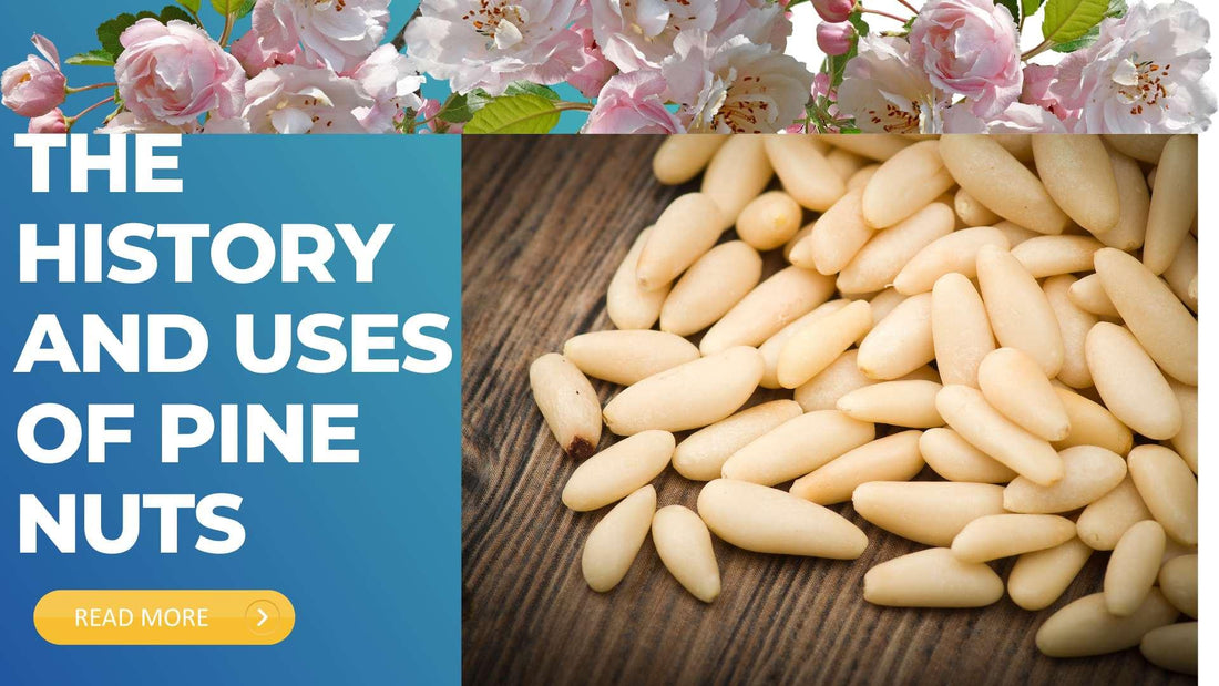 The history and uses of pine nuts - Sindhi Dry Fruits