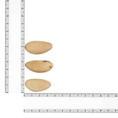 Premium Dry Fruits Online - Brazil Nuts