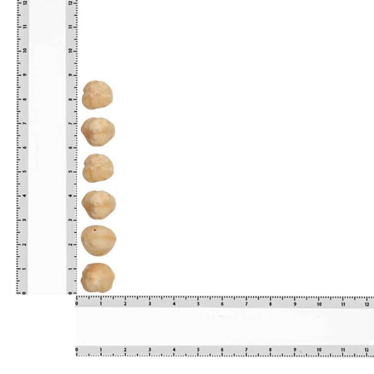 Delicious Turkish Hezal Nuts now available online