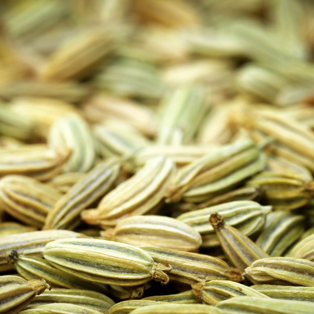 Premium quality Big Fennel (MotiSouf) from Sindhi Dry Fruits